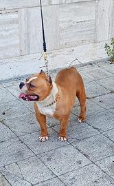 Femmina American bully pocket