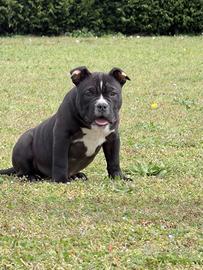 American Bully