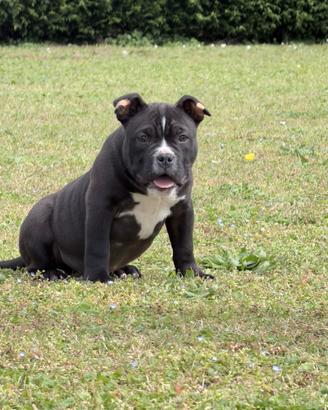 American Bully