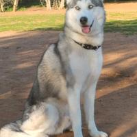 Disponibile per accoppiamento