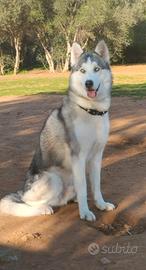 Disponibile per accoppiamento