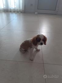 Cucciolo cavalier kin maschio