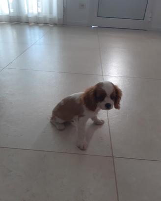 Cucciolo cavalier kin maschio