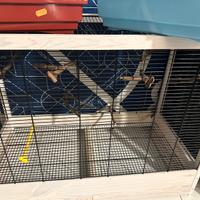 Voliera e due gabbie per i canarini