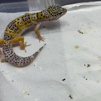 Geco leopardino geko