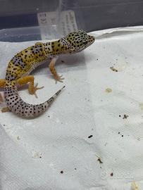 Geco leopardino geko