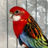 Rosella Comune Maschio