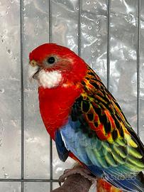 Rosella Comune Maschio
