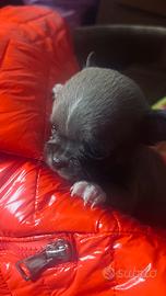 Delizioso cucciolo di chihuahua