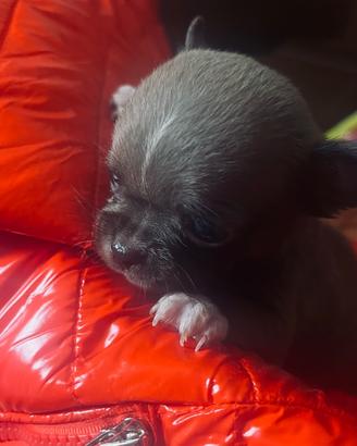 Delizioso cucciolo di chihuahua