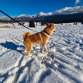Akita inu per monte