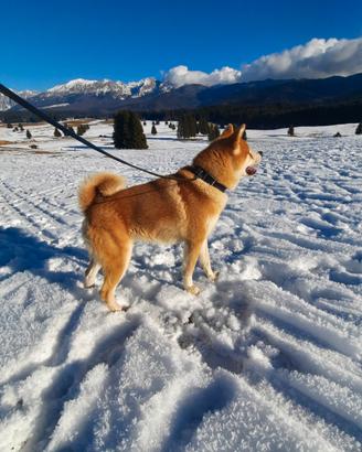 Akita inu per monte