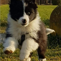 Cuccioli border collie black e white super