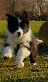 Cuccioli border collie black e white super