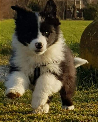 Cuccioli border collie black e white super