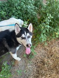 Lupi cecoslovacchi husky