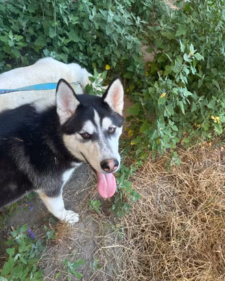Lupi cecoslovacchi husky