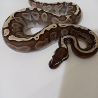 Il tuo sogno esotico a portata di mano: pitoni rea