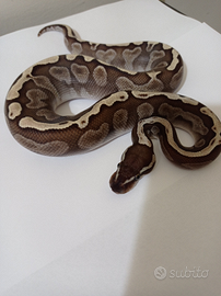 Il tuo sogno esotico a portata di mano: pitoni rea