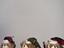 Immagine 6