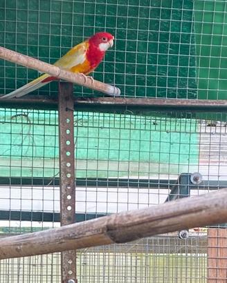 Platycercus exsimius
