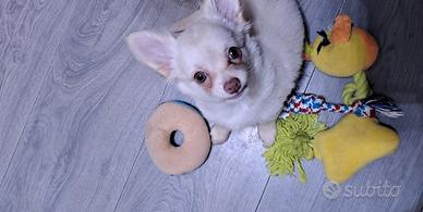 Ultima cucciola di chihuahua femmina