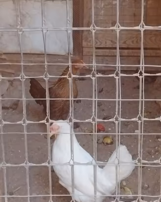 Livornesi