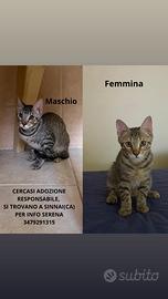 Gattini
