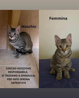 Gattini