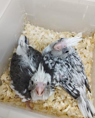 Calopsitta allevate a mano