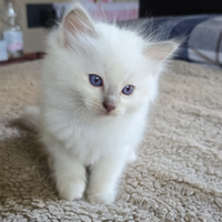 Cuccioli ragdoll