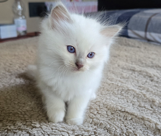 Cuccioli ragdoll