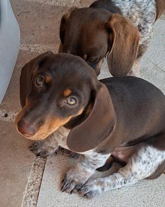 Bassotta cioccolato piebald