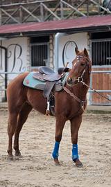 Cavallo Paint