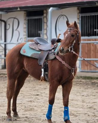 Cavallo Paint