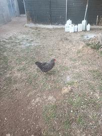 Galline
