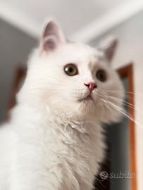 Gatto persiano