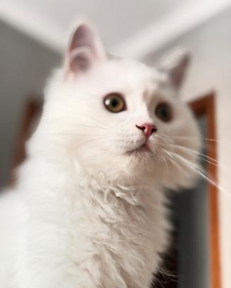 Gatto persiano