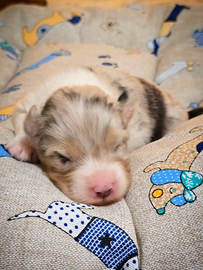 Cucciola di pastore australiano con pedigree