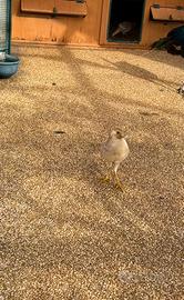 Condivido coppia di fagiani dorati