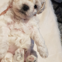 Bishon frisè a poil