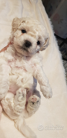 Bishon frisè a poil