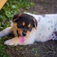 Cuccioli maschi due mesi