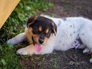 Cuccioli maschi due mesi