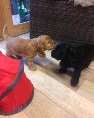 Cocker Spaniel cuccioli