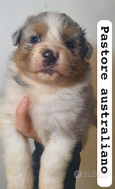 Pastore australiano pedigree Enci