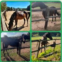 Cavallo