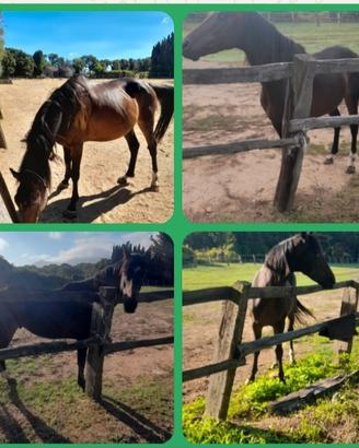 Cavallo