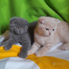 Cuccioli Scottish fold e Scottish straight 