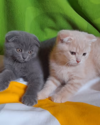 Cuccioli Scottish fold e Scottish straight 